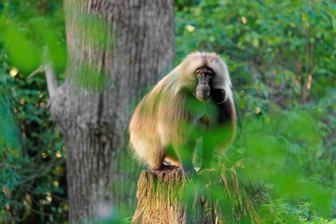 A male Gelada (Theropithecus gelada), or bleeding-heart monkey sits in beautiful light on a rotten