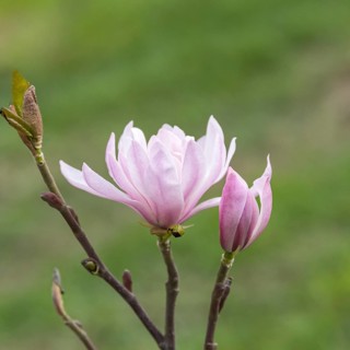 Star magnolia (Magnolia stellata 'Shi-banchi Rosea'), Woislowice Arboretum, Poland