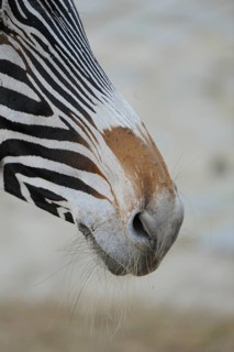 Close-up of a zebra nose with fine hair and clear stripes, Grevy's zebra (Equus grevyi), captive