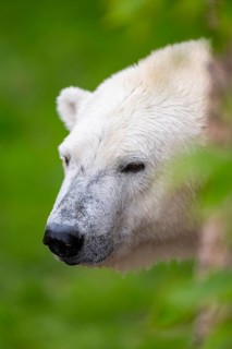 Polar bear (Ursus maritimus), portrait, captive, Germany