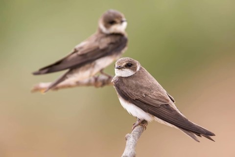 Sand Martin (Riparia riparia) perched on a branch, Poland