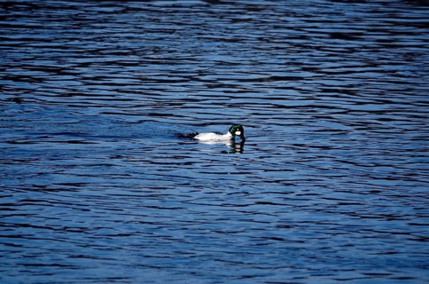 Goldeneye drake on a river, winter, Saxony, Germany