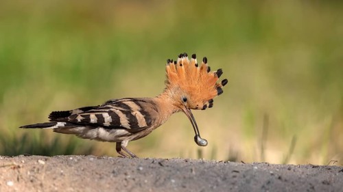 Eurasian Hoopoe (Upupa epops) foraging, Saxony-Anhalt, Germany