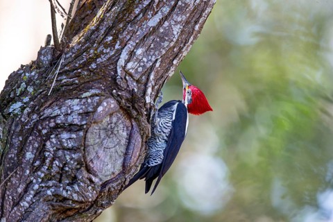 Lineated woodpecker (Dryocopus lineatus) Pantanal Brazil