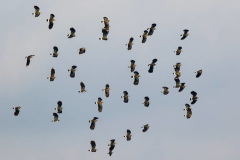 Northern Lapwing (Vanellus vanellus) group flying, North Rhine-Westphalia, Germany