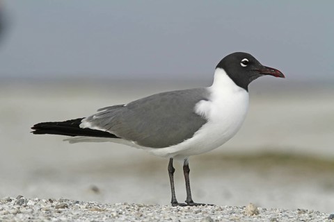 Laughing Gull (Leucophaeus atricilla), Florida, USA