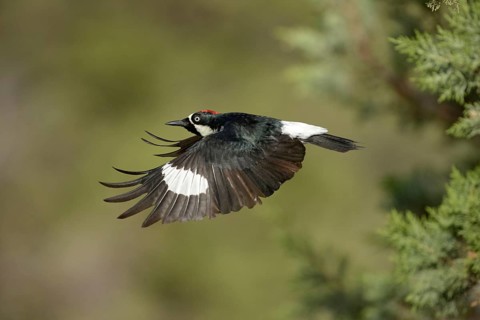 Acorn Woodpecker (Melanerpes formicivorus) male flying, Arizona, USA