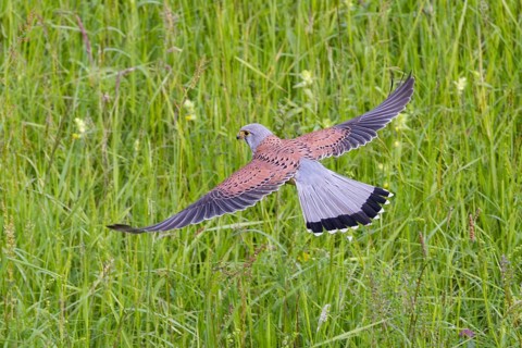 Kestrel (Falco tinnunculus), close-up, flight image of a male flying over a green meadow with wings