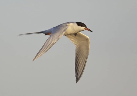 Forster's Tern (Sterna forsteri) flying, North Dakota, USA