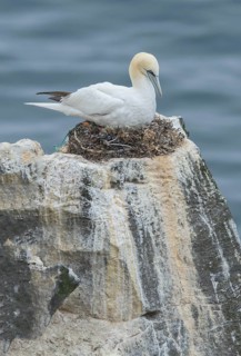 Northern Gannet (Morus bassanus) on nest, Iceland