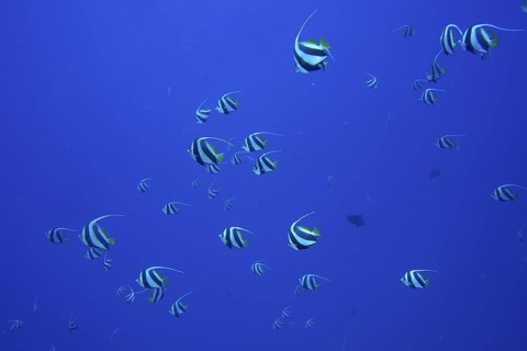 Schooling bannerfish (Heniochus diphreutes)