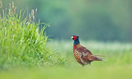 Common Pheasant (Phasianus colchicus) male, Bavaria, Germany