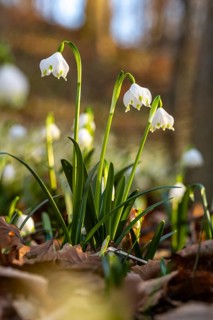 Close-up of three blooming spring knot flowers (Leucojum vernum), also known as marsh fritillaries,