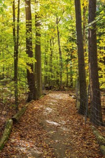 Long dirt walking trail with fallen leaves in mixed forest of tall backlit Acer - Maple, Betula -