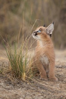 Caracal (Caracal caracal) lonely cub, Castile-La Mancha, Spain