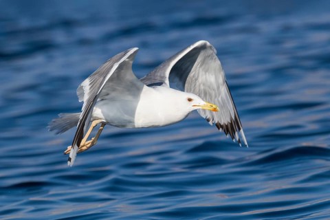 Caspian Gull (Larus cachinnans) flying, Eilat, Israel