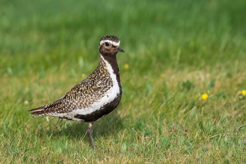 Goldregenpfeifer (Pluvialis apricaria) European Golden Plover