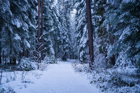 Deep snow cover on a forest path, surrounded by dense trees in a quiet winter environment,