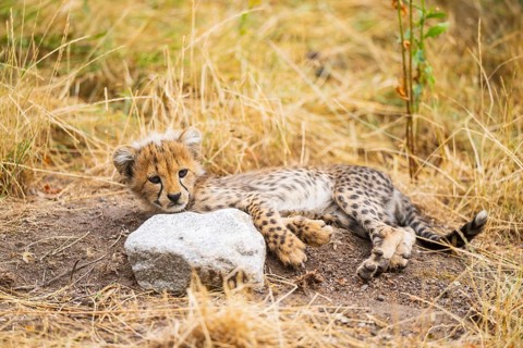 Cheetah (Acinonyx jubatus) youngster lying on a meadow, captive, occurrence Africa
