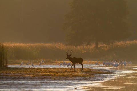 In the first morning light, the young red deer (Cervus elaphus) crosses a drained pond, the great