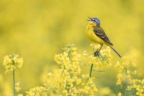 Western Yellow Wagtail (Motacilla flava) singing in a rape field, Poland