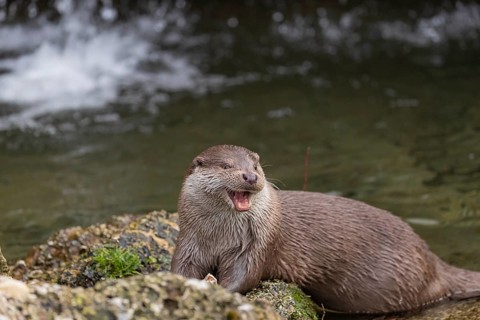 One Eurasian otter (Lutra lutra), sitting on a rock and feeding on a fisch. A little cascade in the