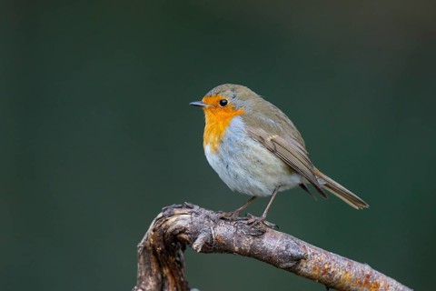 European Robin (Erithacus rubecula), North Rhine-Westphalia, Germany