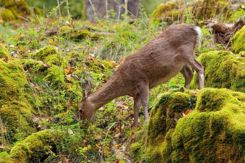 A female sika deer (Cervus nippon) stands on a meadow in hilly terrain at the edge of a forest and