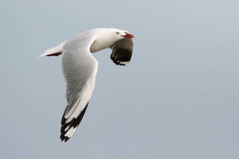 Silver Gull (Chroicocephalus novaehollandiae) flying, Victoria, Australia
