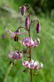 Close-up of a martagon lily (Lilium martagon), Sancy Massif, Auvergne-Rhone-Alpes, France