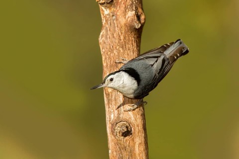 White-breasted Nuthatch Sitta carolinensis Santa Rita Mountains, Santa Cruz County, Arizona, United