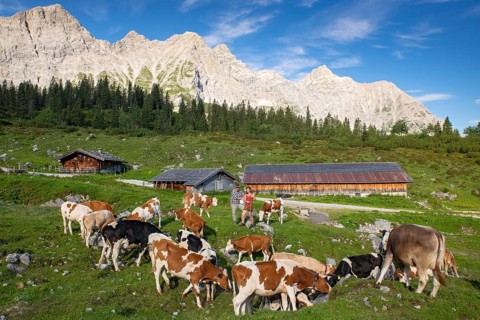 Alpine herdsmen look after their cows, young cattle are supplied with minerals, Maria Fuchs and