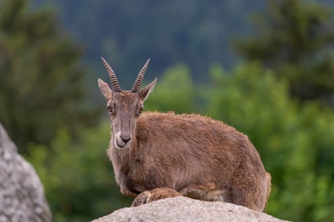 One adult female ibex (Capra ibex) resting on a rock. A forest in the background