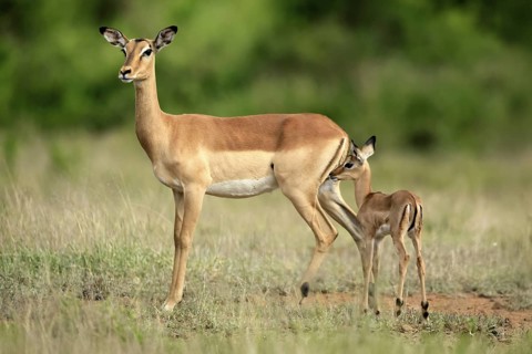 Black heeler antelope (Aepyceros melampus), impala, adult, female, young animal, mother with young