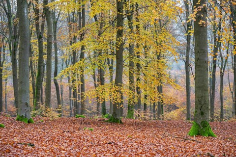 European beech (Fagus sylvatica), colored leaves in autumn in a beeck forest, Bavaria, Germany