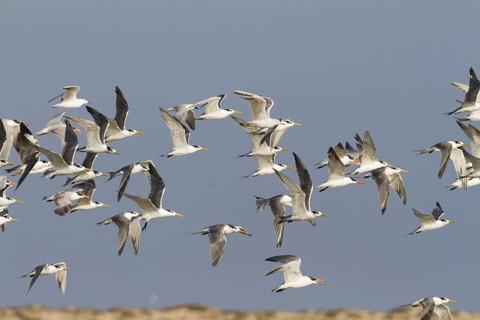 Greater Crested Tern (Thalasseus bergii) flying, Oman