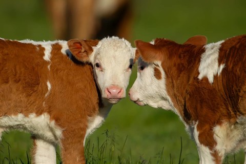 Domestic cattle or cow (Bos taurus) two juvenile baby calves farm animals greeting each other in a