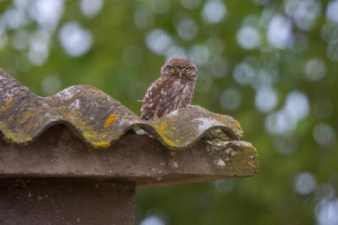 Little Owl (Athene noctua) perched on a roof, Lesvos, Greece