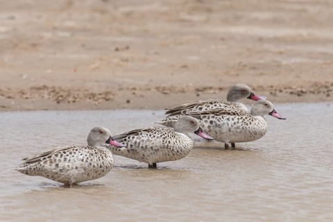 Cape Teal (Anas capensis), Northern Cape, South Africa