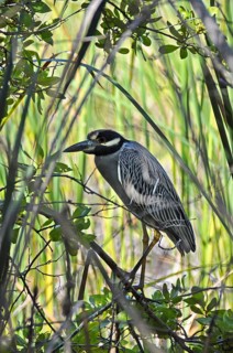 Night Heron, Yellow-headed Heron, Yellow-headed Night Heron (Nyctanassa violacea), Cuba, Caribbean