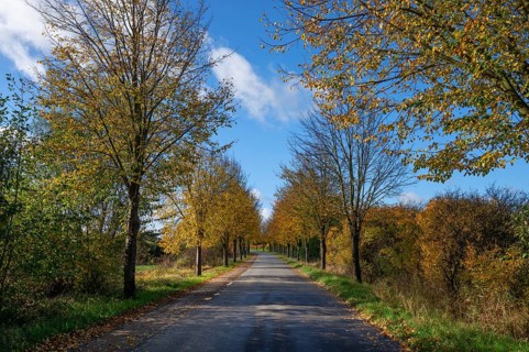 Autumnal lime tree avenue (Tilia platyphyllos) on a village street, Brützkow near Rehna,