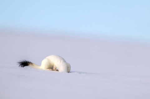 Ermine or large weasel (Mustela erminea), in winter fur, Eggen, Terfens, Tyrol, Austria