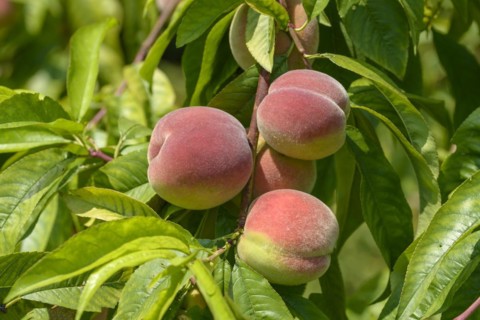 Peach (Prunus persica 'Bero'), Grüne Aue, Naundorf, Saxony, Germany