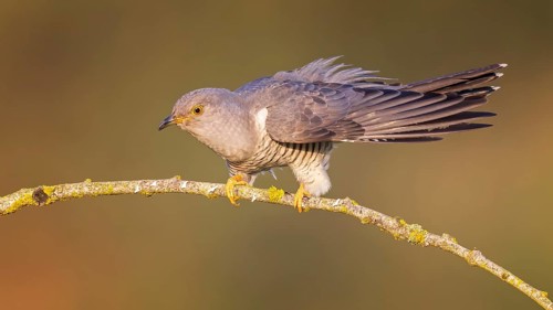 Common cuckoo (Cuculus canorus) calling, courting, male on dry branch, calling station, Middle Elbe