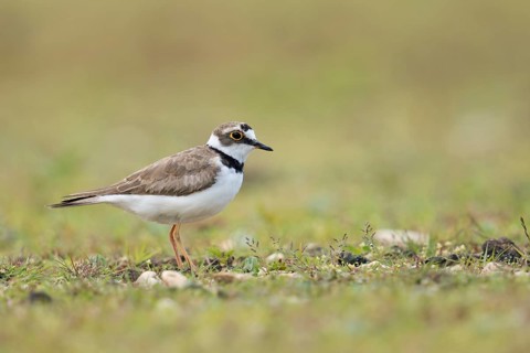 Little Ringed Plover (Charadrius dubius) on field, North Rhine-Westphalia, Germany
