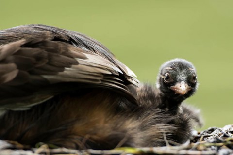 Little Grebe (Tachybaptus ruficollis) chick, Hesse, Germany