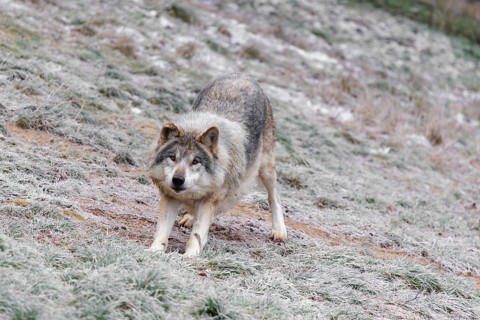 An adult male grey wolf (Canis lupus lupus) stands on a cold, cloudy day in the sloping