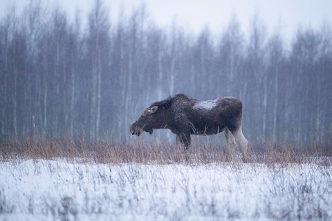 Eurasian elk (Alces alces alces), cow elk in a snow-covered forest clearing, Podlaskie Voivodeship,