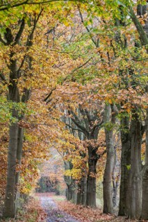 Red oaks (Quercus ruber) in autumn leaves by the roadside, Emsland, Lower Saxony, Germany