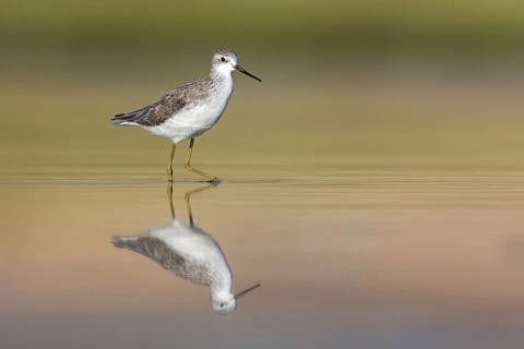 Pond sandpiper, (Tringa stagnatilis), animals, birds, limicoles, biotope, habitat, foraging,